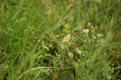 Eurema elathea
