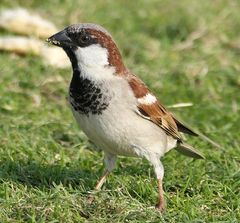 Passer domesticus
