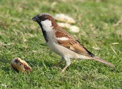 Passer domesticus