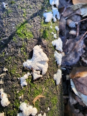Schizophyllum commune