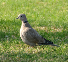 Streptopelia decaocto