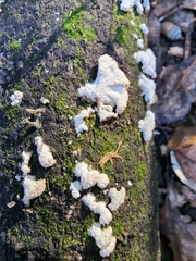 Schizophyllum commune