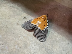 Peridrome orbicularis