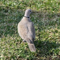 Streptopelia decaocto
