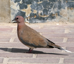 Streptopelia senegalensis