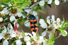Castiarina crenata