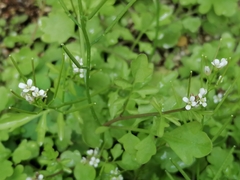 Cardamine pensylvanica