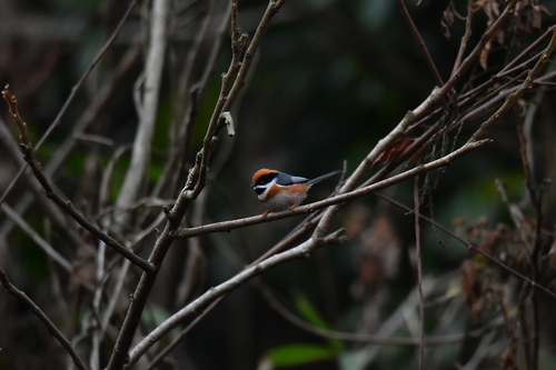 Black-throated Tit