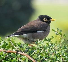 Acridotheres tristis