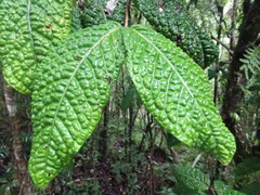 Eugenia bullata