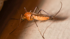 Coquillettidia xanthogaster