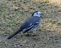 Motacilla alba