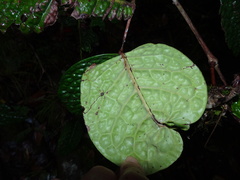 Eugenia bullata
