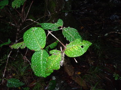 Eugenia bullata