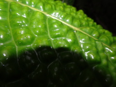 Eugenia bullata