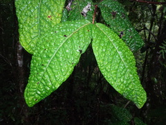 Eugenia bullata
