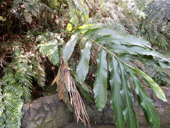Alpinia uraiensis