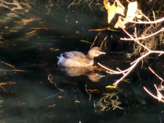 Tachybaptus ruficollis poggei