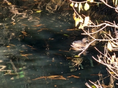 Tachybaptus ruficollis poggei