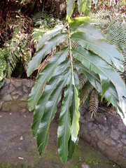 Alpinia uraiensis