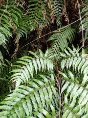 Gymnosphaera podophylla