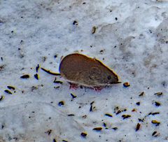 Clethrionomys gapperi