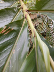 Alpinia uraiensis