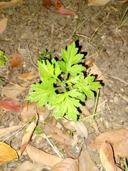 Artemisia princeps