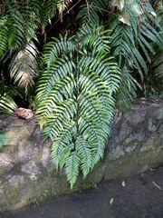 Gymnosphaera podophylla