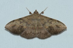 Anticarsia irrorata