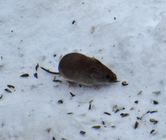 Clethrionomys gapperi