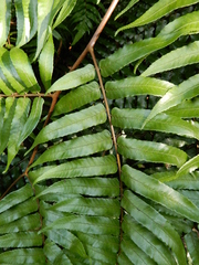 Gymnosphaera podophylla