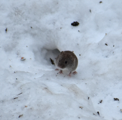 Clethrionomys gapperi