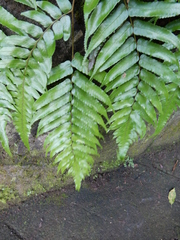 Gymnosphaera podophylla