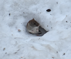 Clethrionomys gapperi