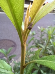 Pseudocneorhinus bifasciatus