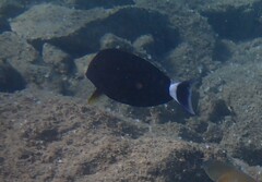 Acanthurus gahhm