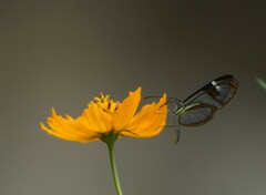 Ithomia agnosia zikani