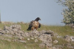Gypaetus barbatus barbatus