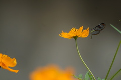 Ithomia agnosia zikani
