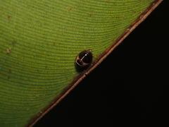 Brachyplatys subaeneus