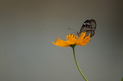 Ithomia agnosia zikani