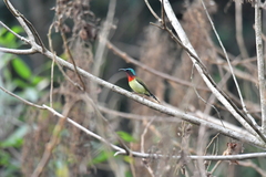 Aethopyga christinae