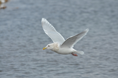 Larus glaucoides