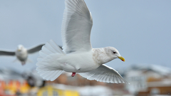 Larus glaucoides