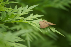 Cissia phronius