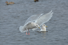 Larus glaucoides
