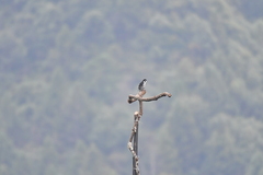 Microhierax melanoleucos