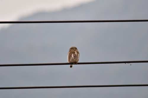 Asian Barred Owlet