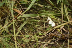 Eurema elathea
